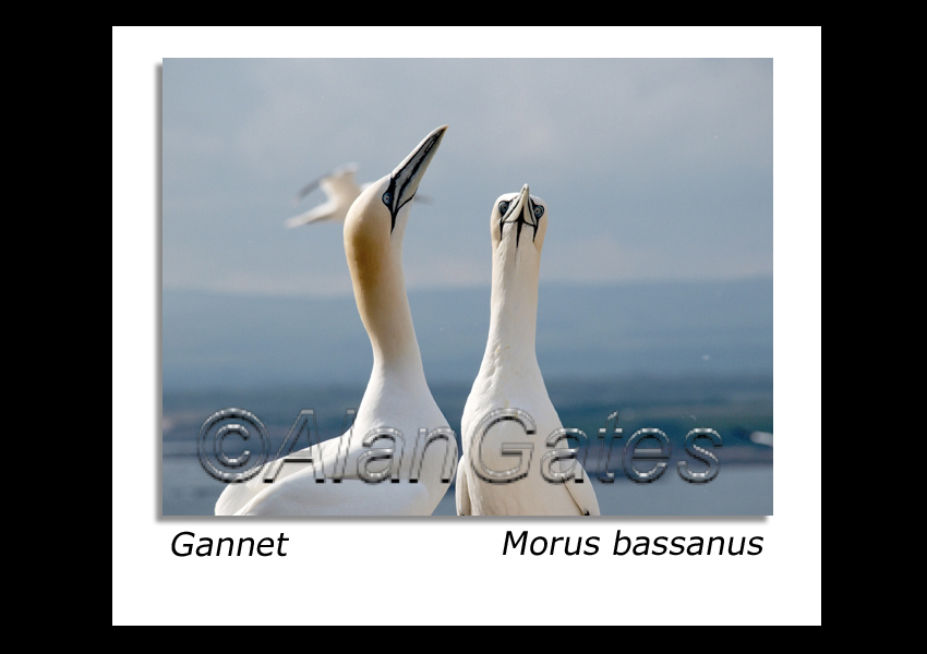Gannet display